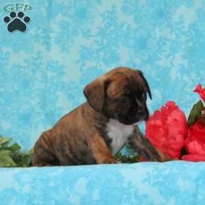 Kit Kat, Boston Terrier Mix Puppy